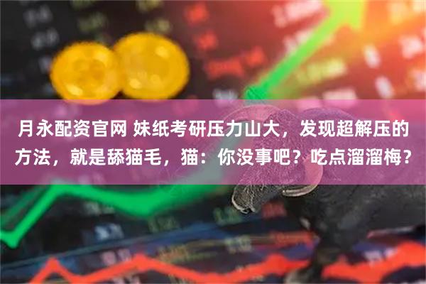 月永配资官网 妹纸考研压力山大，发现超解压的方法，就是舔猫毛，猫：你没事吧？吃点溜溜梅？